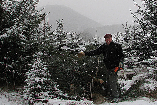 Erwin Henkel, mit der Motorsge vor einem gefllten Weihnachtsbaum stehend.