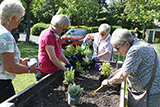 Teilnehmerinnen am Gemeindenachmittag beim Bepflanzen des Hochbeets im Garten der Trinitatiskirche.