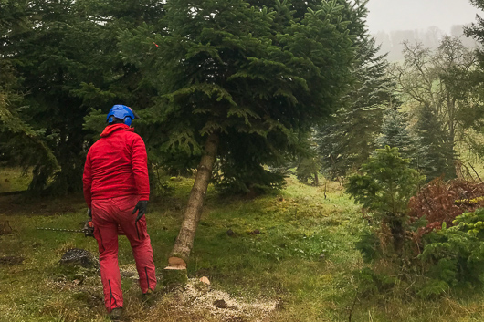 Im Wehrdaer Wald ist von hinten ein Mann in einem roten Overall dem gerade gef�llten Weihnachtsbaum zu sehen.